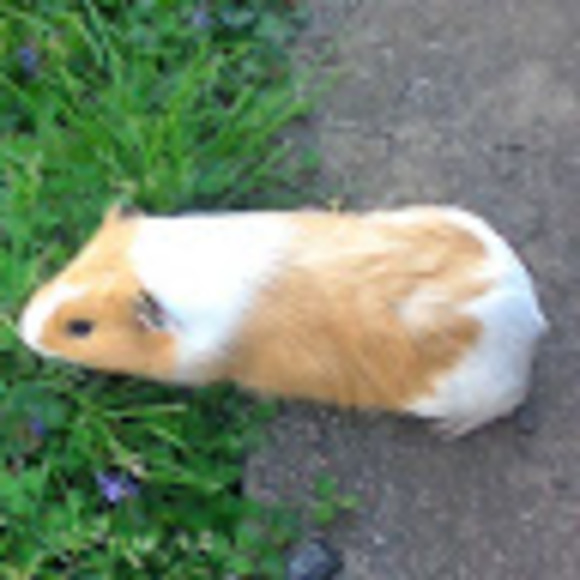 Meet your Posher, Clash - Picture 1 of 1